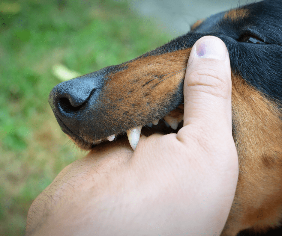 Consequences of Dog Bites